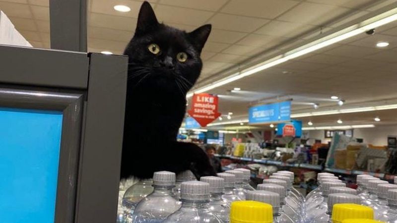 Lüpen Suffolk'taki süpermarkette çok sayıda alışverişçinin ilgisini çekti.