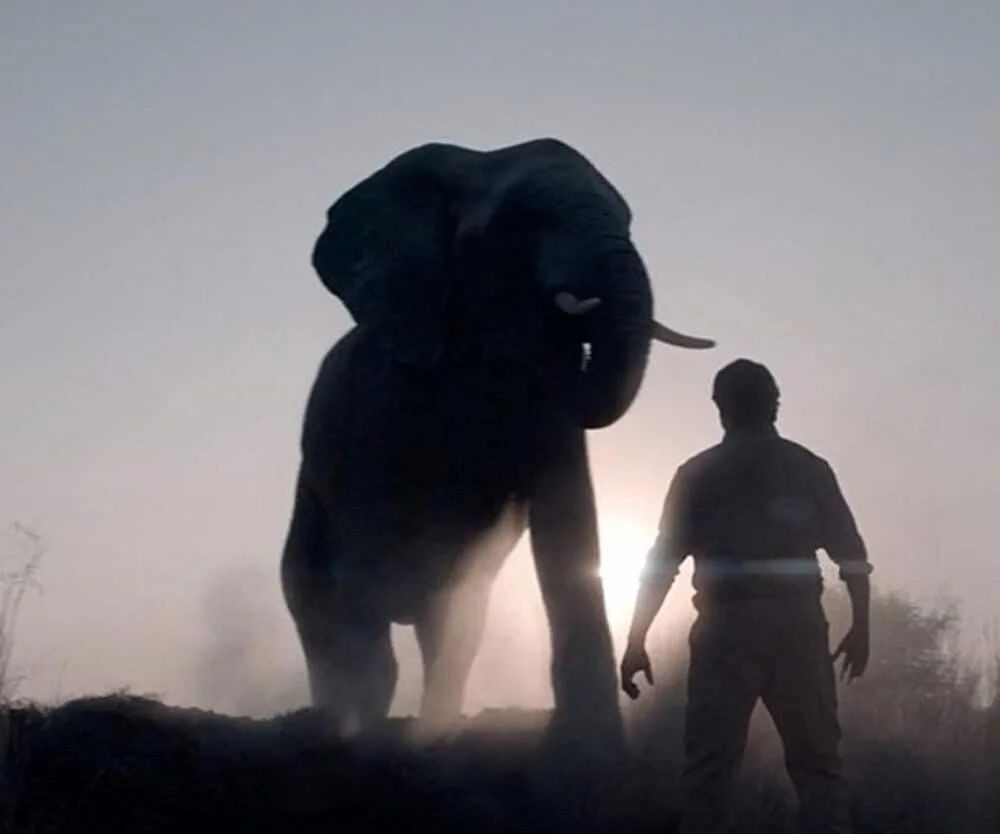 En iyi kısa belgesel: The Elephant Whisperers; Haulout; How Do You Measure a Year?; The Marsha Mitchell Effect; Stranger at the Gate