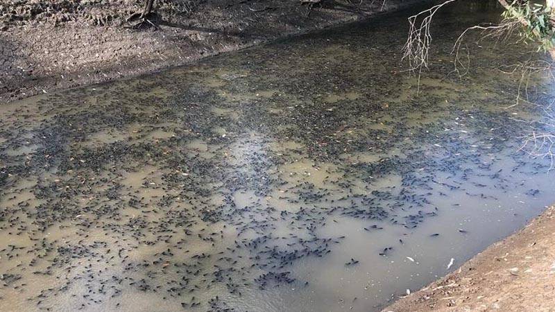 Avustralya'da 35 kilometrelik bir nehir hattında milyonlarca balık öldü