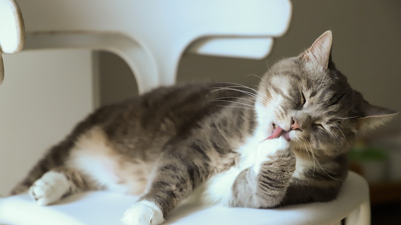 1680096849948-pexels-cats-coming-3712095.jpg