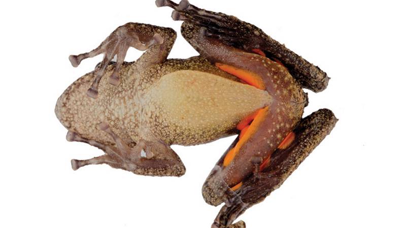 Amazon'da yeni bir kurbağa türü keşfedildi