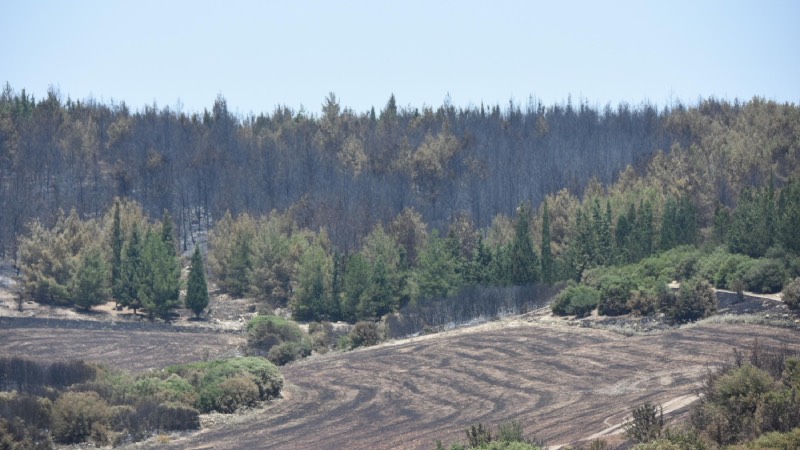 İzmir'in 2 ilçesindeki orman yangınlarında 390 hektar yandı