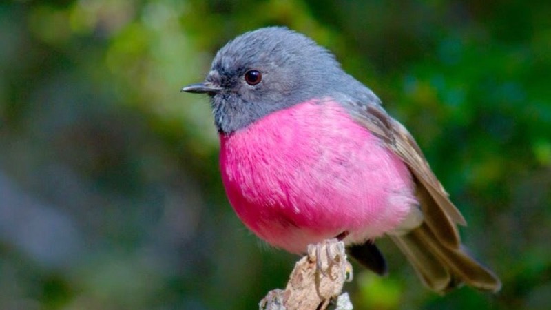Armadillodan Galah papağanlarına; büyüleyici görünümleriyle 11 pembe ...