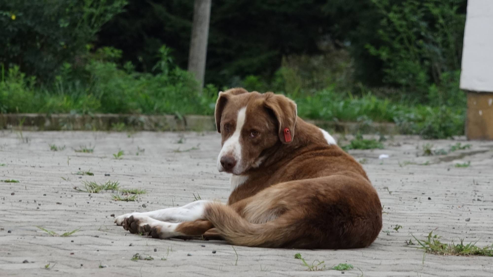 AKP yasa teklifini Meclis'e getiriyor: Belediye ilana koyacak, sahipsiz kalan sokak köpekleri uyutulacak!