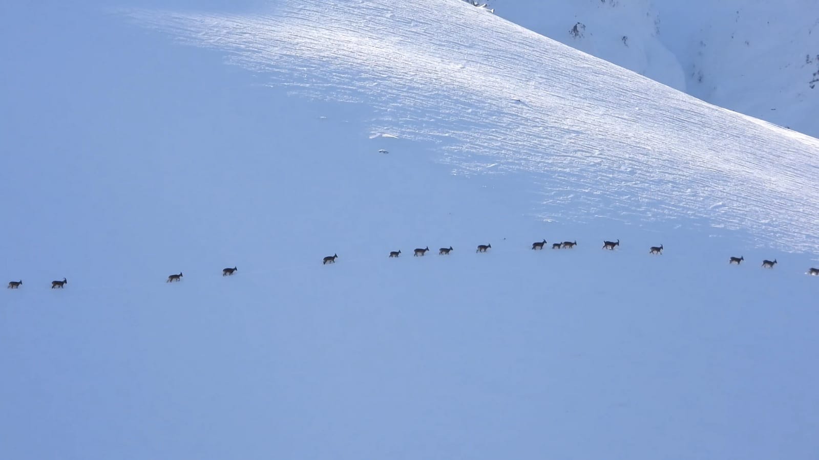 Karlı arazide yiyecek arayan çengel boynuzlu dağ keçileri görüntülendi