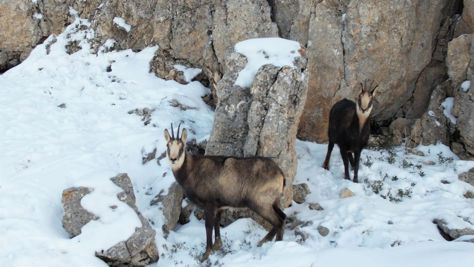 Karlı arazide yiyecek arayan çengel boynuzlu dağ keçileri görüntülendi