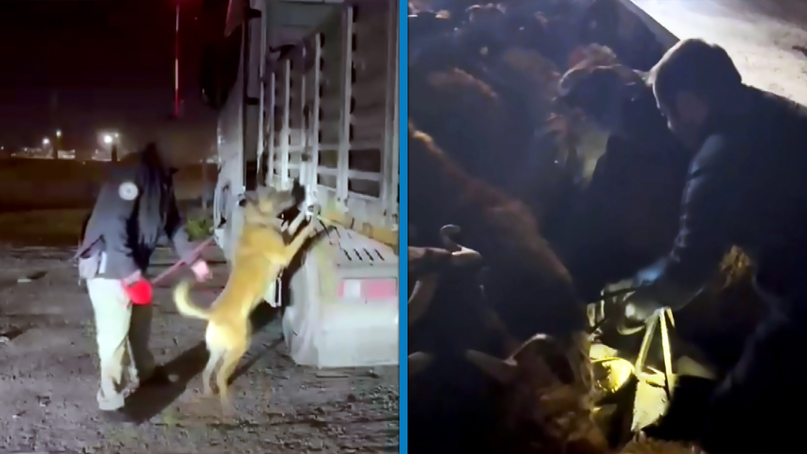 Narkotik köpeği 'Hulk' koyunların arasına gizlenen uyuşturucuyu buldu