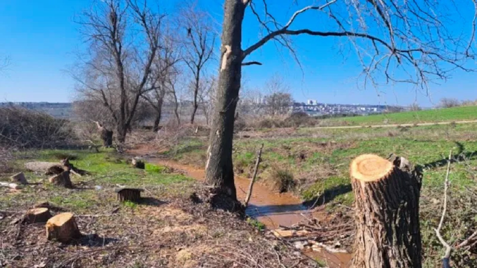 Ekoloji Hareketi: UNESCO listesindeki Hevsel Bahçeleri'nde ağaç kıyımı  yapılıyor