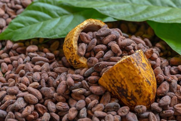 Kuru ve sıcak hava taşıyan El Nino fenomeni, en büyük kakao üreticileri Fildişi Sahilleri ve Gana'da verimliliği önemli ölçüde düşürüyor.