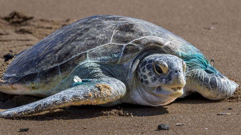 Zanzibar'da sekiz çocuk ve bir yetişkin, deniz kaplumbağası eti yedikten sonra hayatını kaybetti