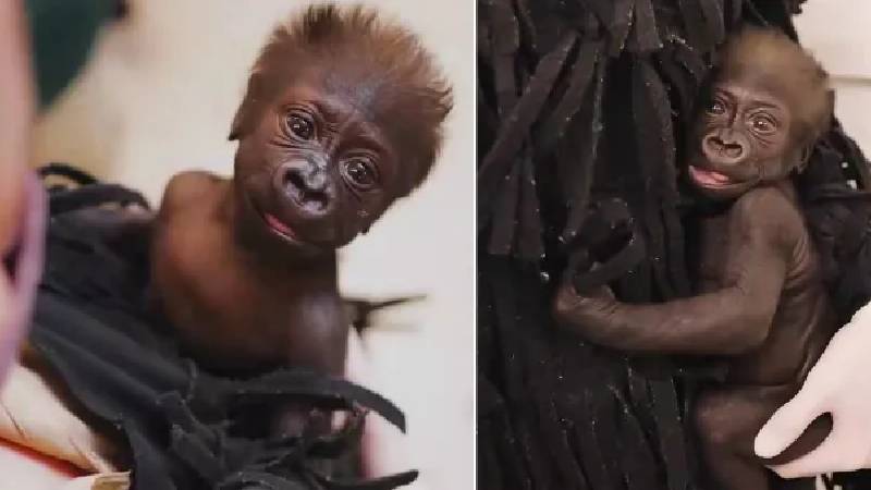 Hayvanat bahçesi bakıcıları, annesi tarafından terk edilen yavru gorili büyütmek için goril gibi giyiniyor