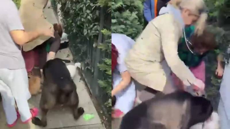 Güzellik merkezi sahibi Banu Parlak’ın köpeği saldırdığı komşusunun köpeğini öldürdü