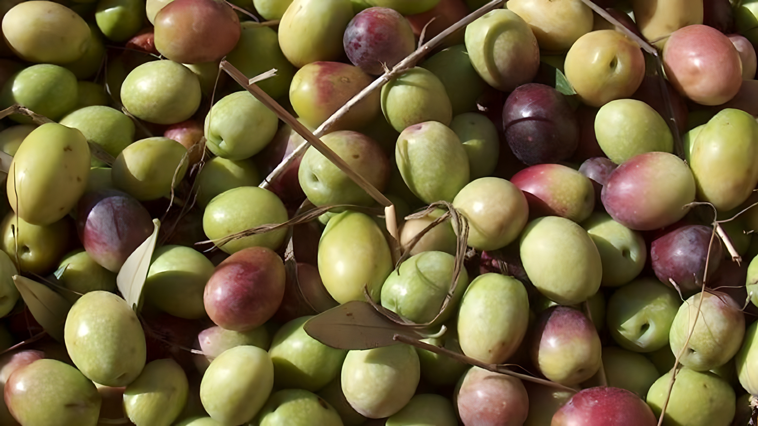 Edremit Körfezi yeşil çizik zeytini ,Türkiye'nin en sevilen çeşitlerinden biri olan Edremit çeşidinden elde ediliyor