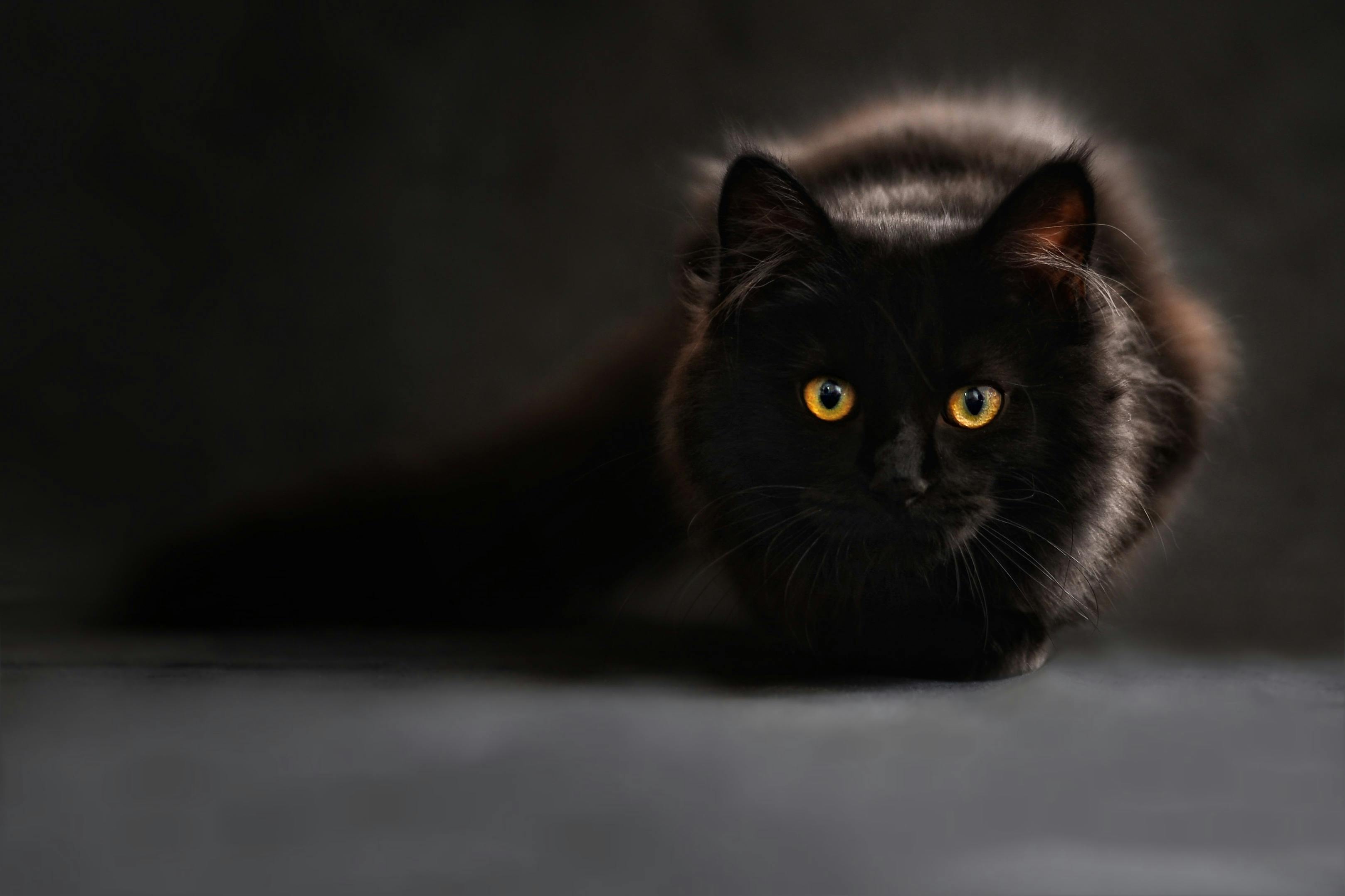 1717929743274-pexels-pixabay-37337.jpg