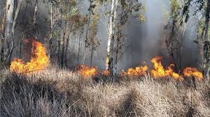 İstanbul’dan Hatay’a kadar bölgenin yangın riskli bölge olduğunu hatırlatan Tarım ve Orman Bakanı İbrahim Yumaklı  "Yangınların sebebinin yüzde 90’ı insan kaynaklı ama iklim değişiklikleri yangınların daha kolay çıkması ve yayılmasında önemli bir faktör." dedi. 