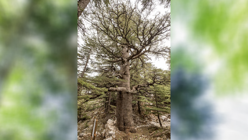 Geçmişle günümüz, günümüzle gelecek arasında köprü kurabilecek uzunlukta ömre sahip olduğuna dikkat çekilen anıt ağaçların, yöre tarihinde, mistik kültüründe ve folklorunda özel yeri bulunduğu da anlatılıyor. Korunan Alanların Tespit Tescil ve Onayına İlişkin Usul ve Esaslara Dair Yönetmelik hükümlerine göre tabiat varlığı olarak sınıflandırılan anıt ağaçların, sahip olduğu özellikler nedeniyle her türlü önlem alınarak mutlak surette korunması ve doğal miras olarak gelecek nesillere bırakılması gerektiği vurgulanıyor.