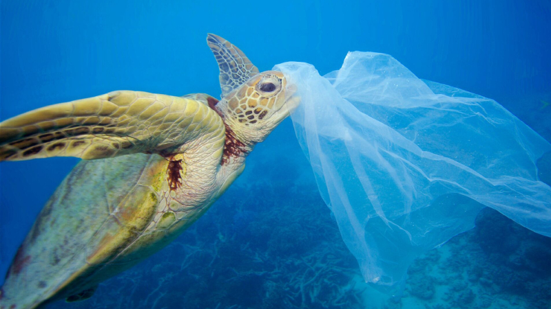 Balık ağlarına takılan kaplumbağanın dışkısında çok sayıda plastik bulundu