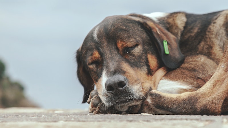 İçişleri Bakanı Mustafa Çiftçi'den 'sokak köpekleri' açıklaması: Ekim ayının sonuna kadar hepsi toplanacak; bu durum hayvanlar açısından da iyi