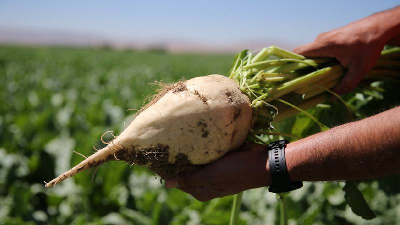 Tarımsal destekleme ödemesi bugün çiftçilerin hesabına yatırılıyor