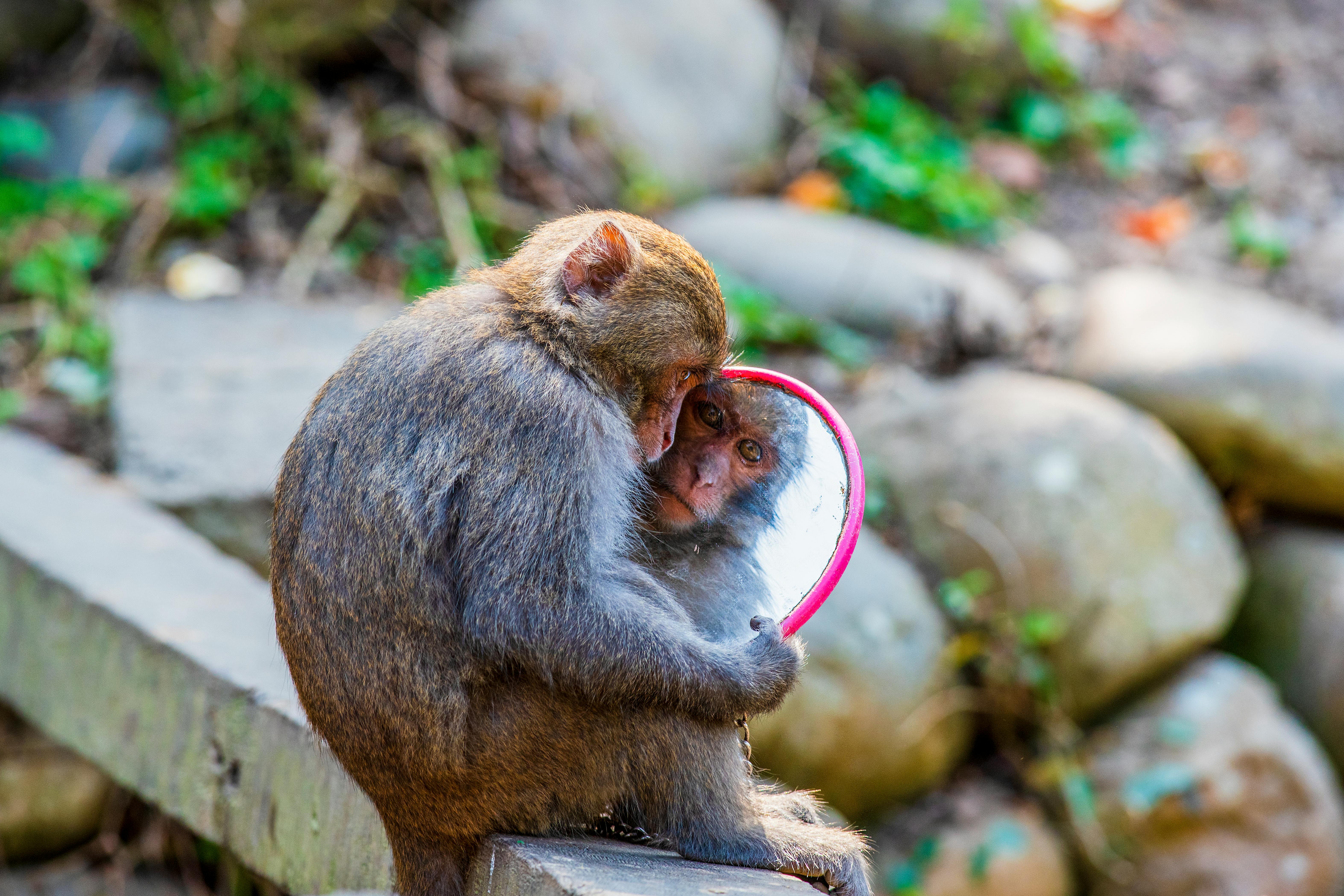 İşaret testi artık ayna öz farkındalığının en kesin kanıtı olarak kabul ediliyor. Diğer büyük maymunlar da bu testi geçmiştir. Orangutanlar 1973 yılında yapılan bir çalışmada kendilerini tanımış ve hatta vücutlarındaki işaretleri tespit etmişlerdir.