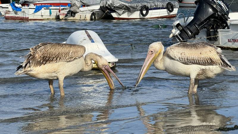 Pelikanlar göçü bıraktı, Türkiye'ye yerleşti; uzmanlar "beslemeyin" uyarısında bulundu