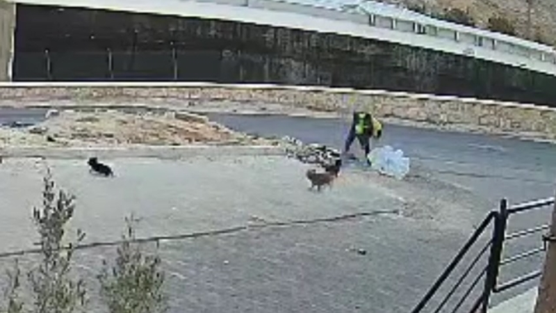 Yavru köpeği parke taşıyla öldüren şüpheli gözaltına alındı