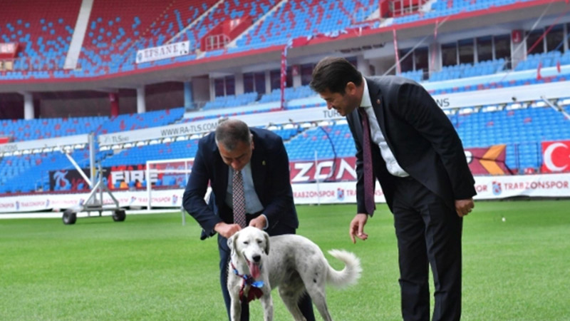 Trabzonspor, Fenerbahçe maçı öncesinde sahaya giren köpeği sahiplendi