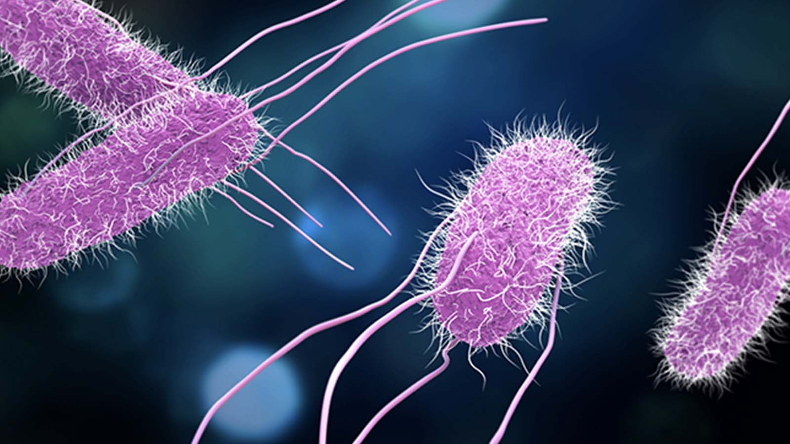 Gıdada hijyen uyarısı: Salmonella enfeksiyonu riskini artırıyor! 