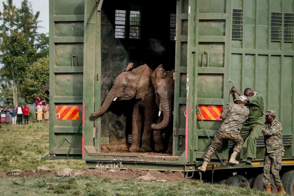 Kenya Yaban Hayatı Servisi (KWS) korucuları ve veterinerleri, Nyeri İlçesi, Mweiga'da bulunan Aberdare Ulusal Parkı'ndaki bir yer değiştirme tatbikatı sırasında Mwea Ulusal Rezervi'nden filleri özel bir taşıma konteynerinden serbest bıraktı. | 14 Ekim 2024, Thomas Mukoya