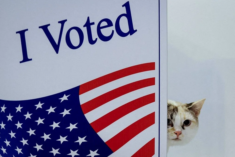 “Skye” adlı  kedi, ABD'deki Seçim Günü'nde 2024 ABD başkanlık seçimleri sırasında kameraya bakıyor. | 5 Kasım 2024, Quinn Glabicki