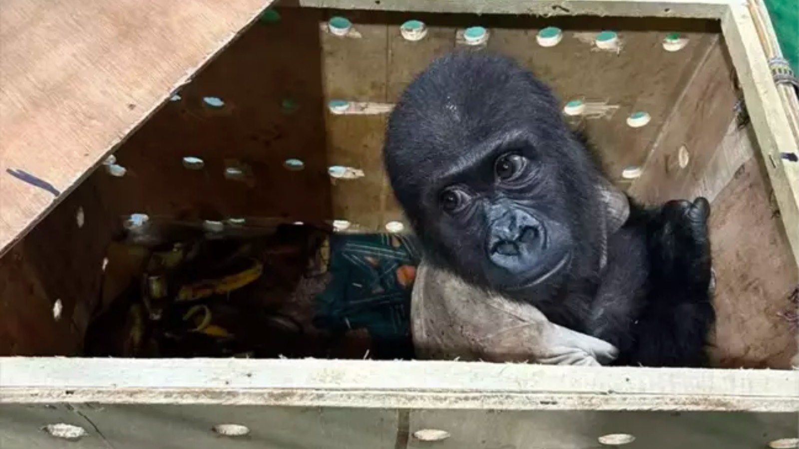 İstanbul Havalimanı'nda nesli tükenmek üzere olan "gorilla gorilla" yavrusu yakalandı