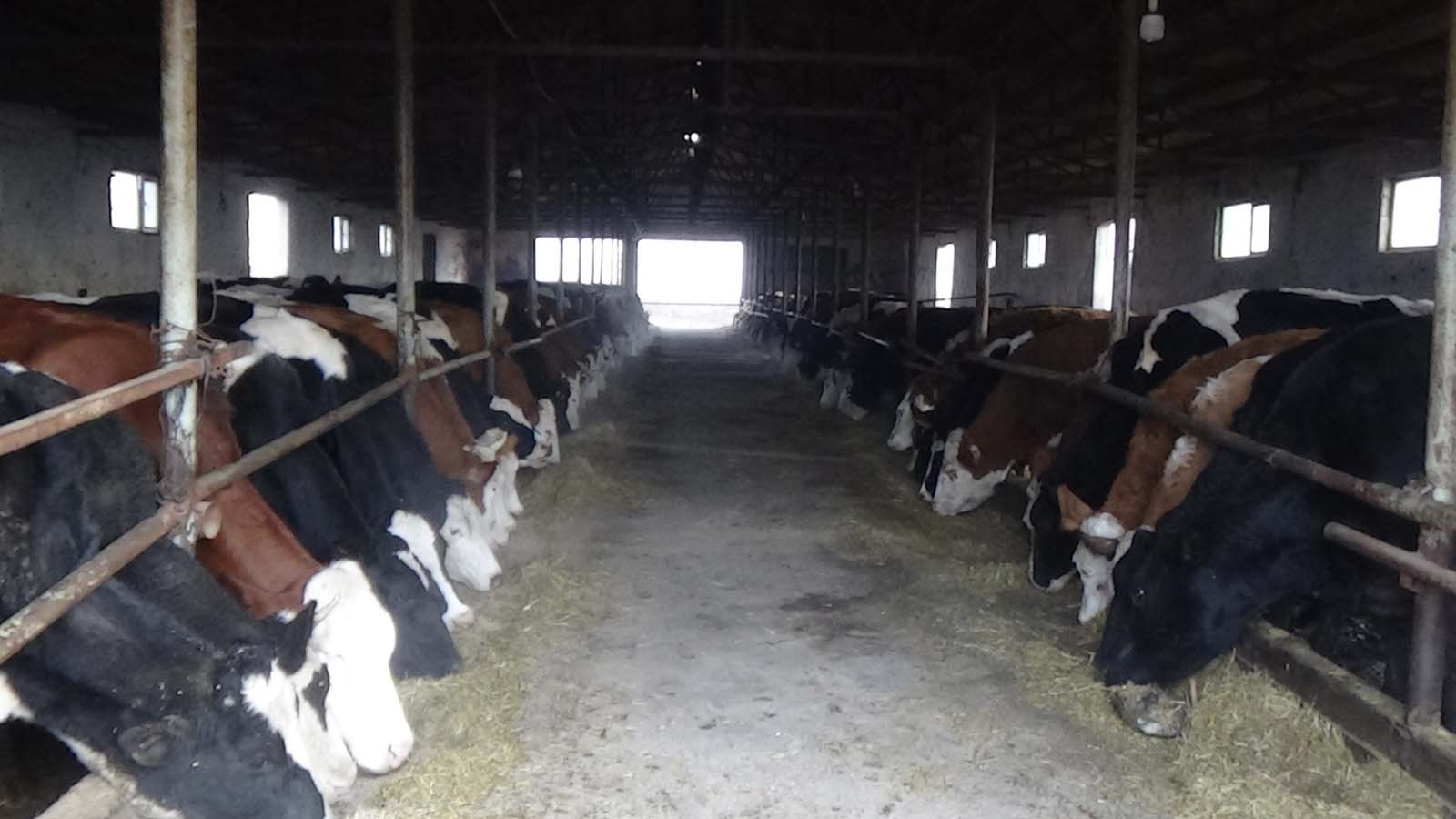 Iğdırlı süt üreticileri: Yeni yılda süt alım fiyatı 20 lira olmalıdır