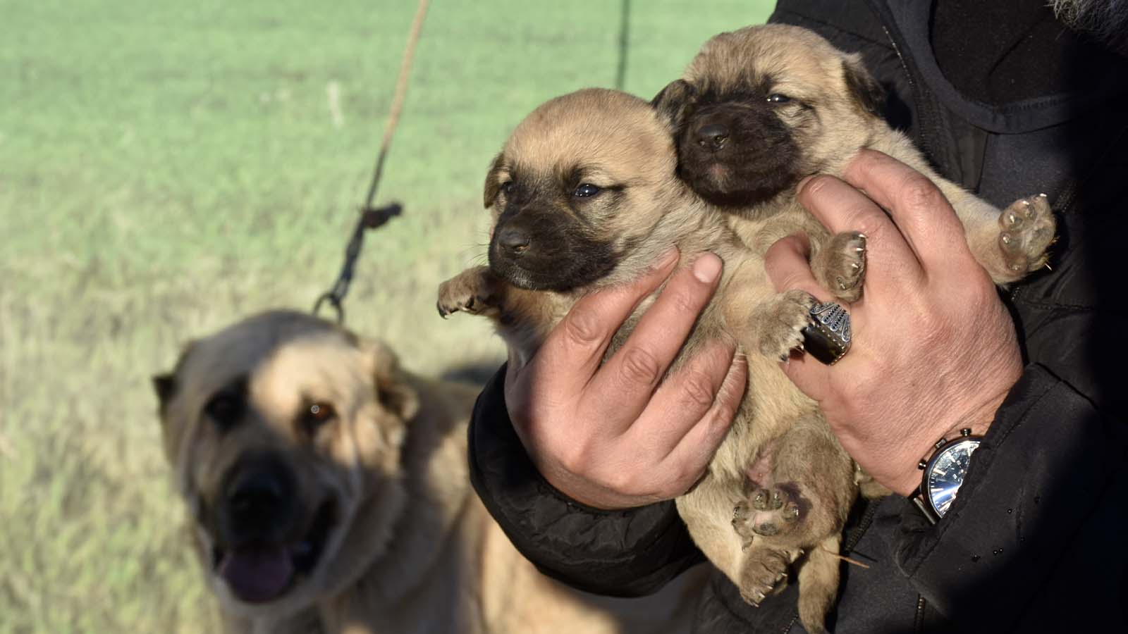 Kangal köpeği sevdasını "safkan" üretim çiftliğine dönüştürdü