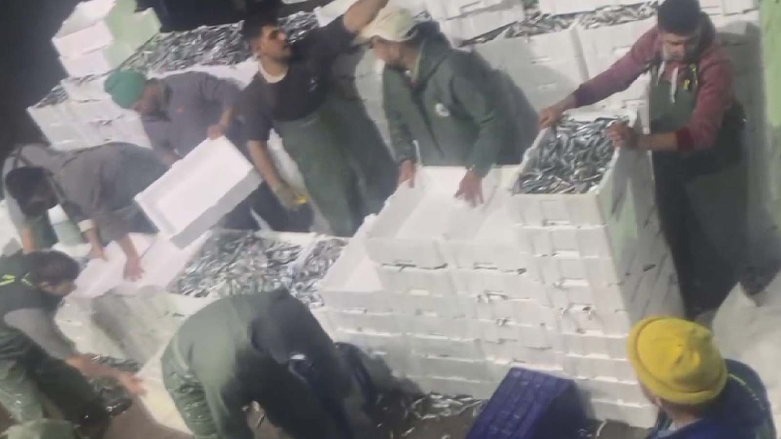 Gırgır teknesiyle tek seferde 17 ton sardalya avlandı