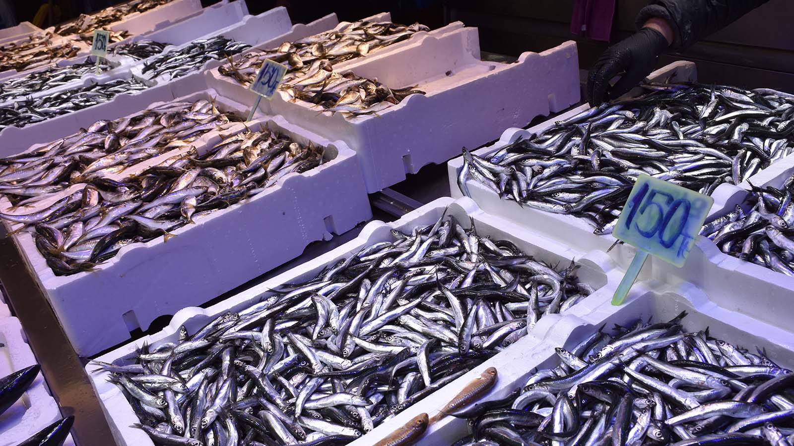 Karadeniz’in hamsisi tezgahlarda: Kilogramı 125 ila 150 liradan satılıyor