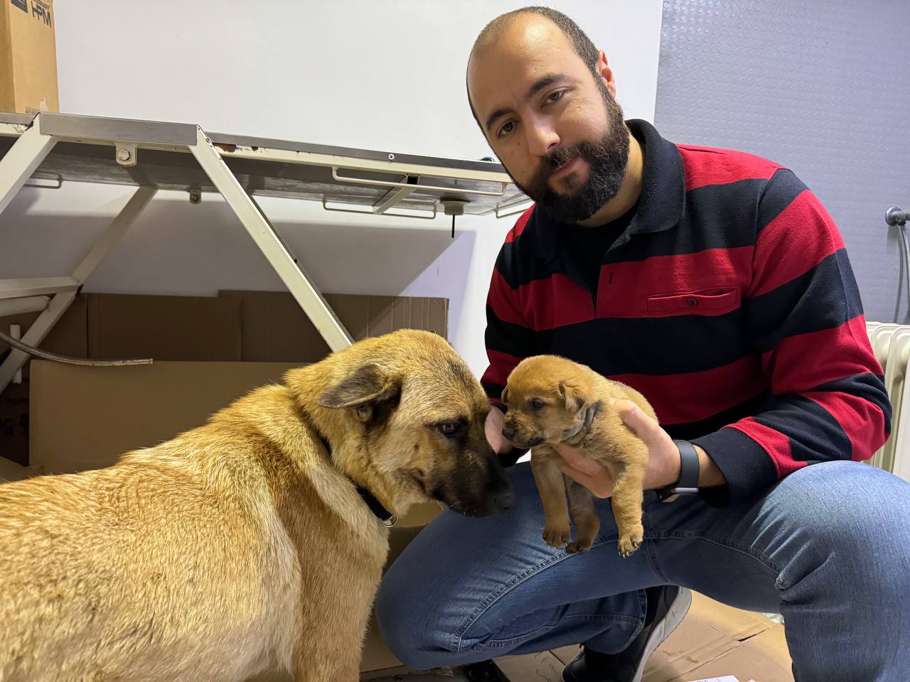 İstanbul'da bir köpek ölmek üzere olan yavrusunu veterinere getirdi