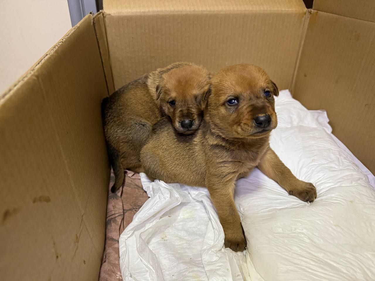 İstanbul'da bir köpek ölmek üzere olan yavrusunu veterinere getirdi