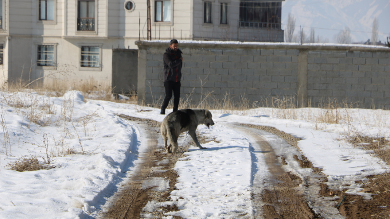 Eslem'in ölümü sonrası bölgedeki sokak köpekleri toplanıyor