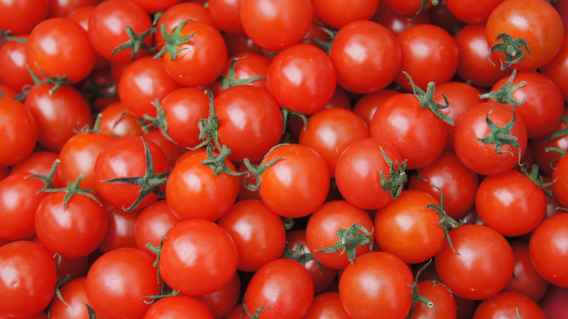 7. LİKOPEN: “Kırmızı mucize” olarak da bilinen bu doğal antioksidan, kanserden damar sertliğine, kolajen koruyuculuğundan cilt güzelliğine kadar pek çok yaşlılık sorununa çare olarak gösteriliyor. Özellikle cilt yaşlanmasını geciktirdiği için çok popüler. En çok bulunduğu besinlerin başında domates ve domates ürünleri (salça, domates suyu) var. Aklınızda olsun, domates ne kadar ezilip iyi parçalanmışsa likopek gücü o ölçüde artıyor. Zira ezilme süreci domates hücrelerinin içine gizlenen likopenlerin dışarı çıkmasını sağlıyor. Bir ayrıntı daha: Domatesi pişirmek ve ona yağ eklemek bağırsaklarda likopenin emilimini daha da arttırıyor. Özetle beslenmenize bol bol zeytinyağlı domates salatası, pişmiş domates, domates çorbası ve salçası ekleyin. Aklınızda olsun kayısı, karpuz ve pembe greyfurtta da bol likopen var.