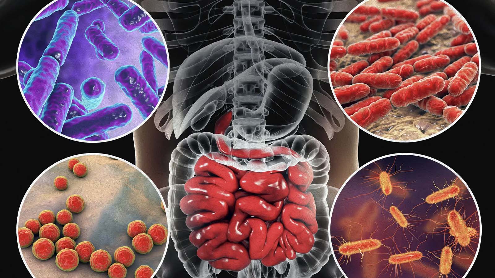 Gastroenterolog açıkladı: Bağırsaklardaki bağışıklık hücreleri, mikroplara karşı kalıcı savunma sağlıyor