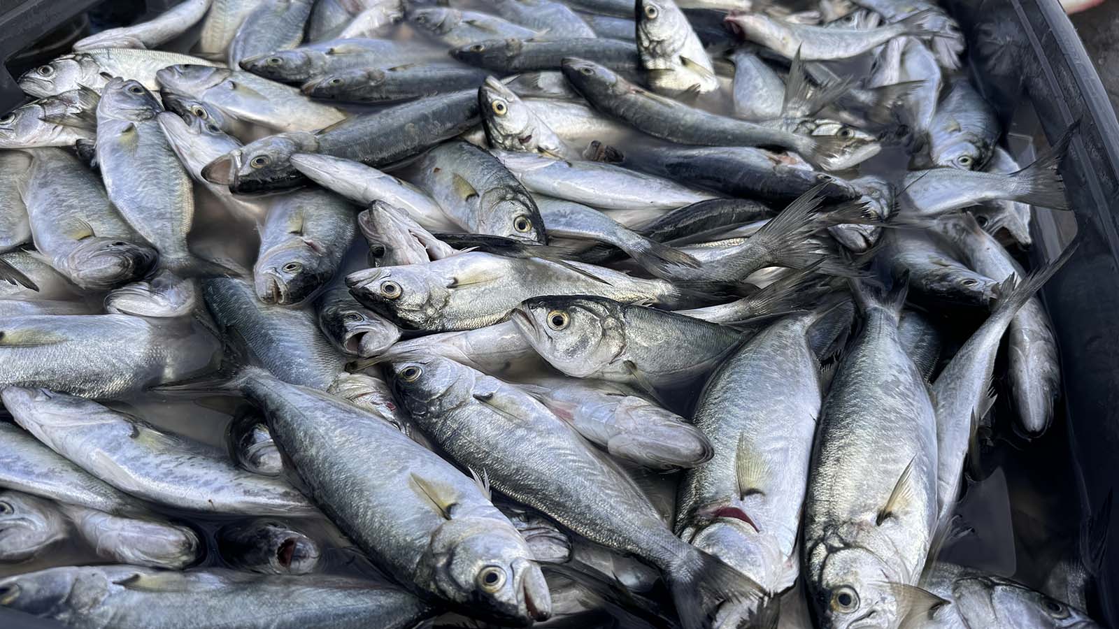 Zonguldak'ta balıkçılar limana yaklaşık 2 ton lüferle döndü