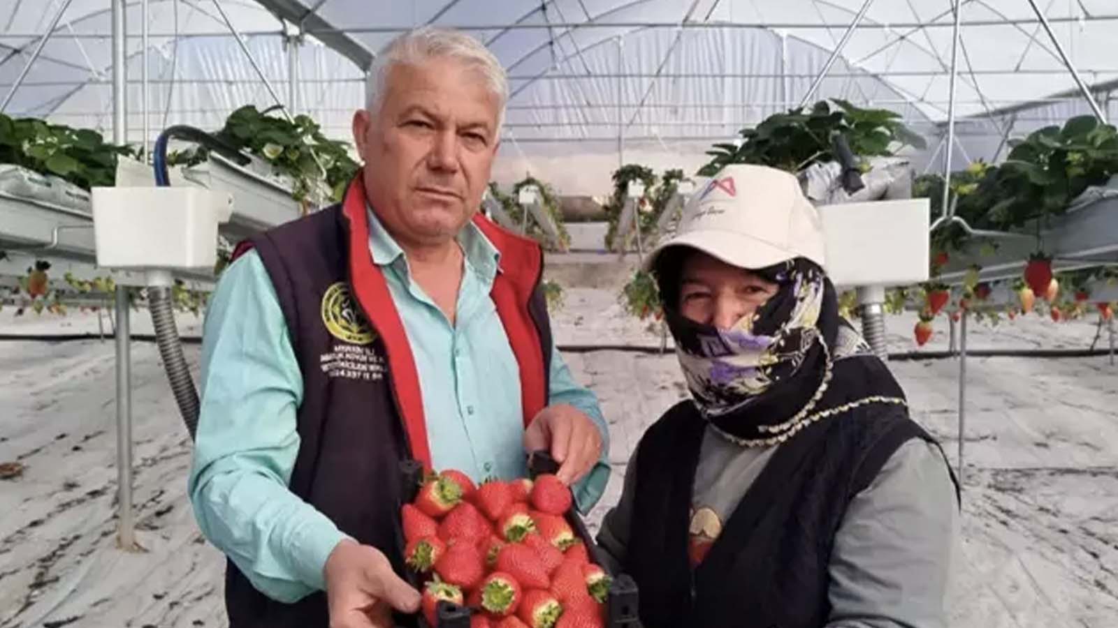 40 yıllık memur, emekli olunca topraksız çilek yetiştirmeye başladı