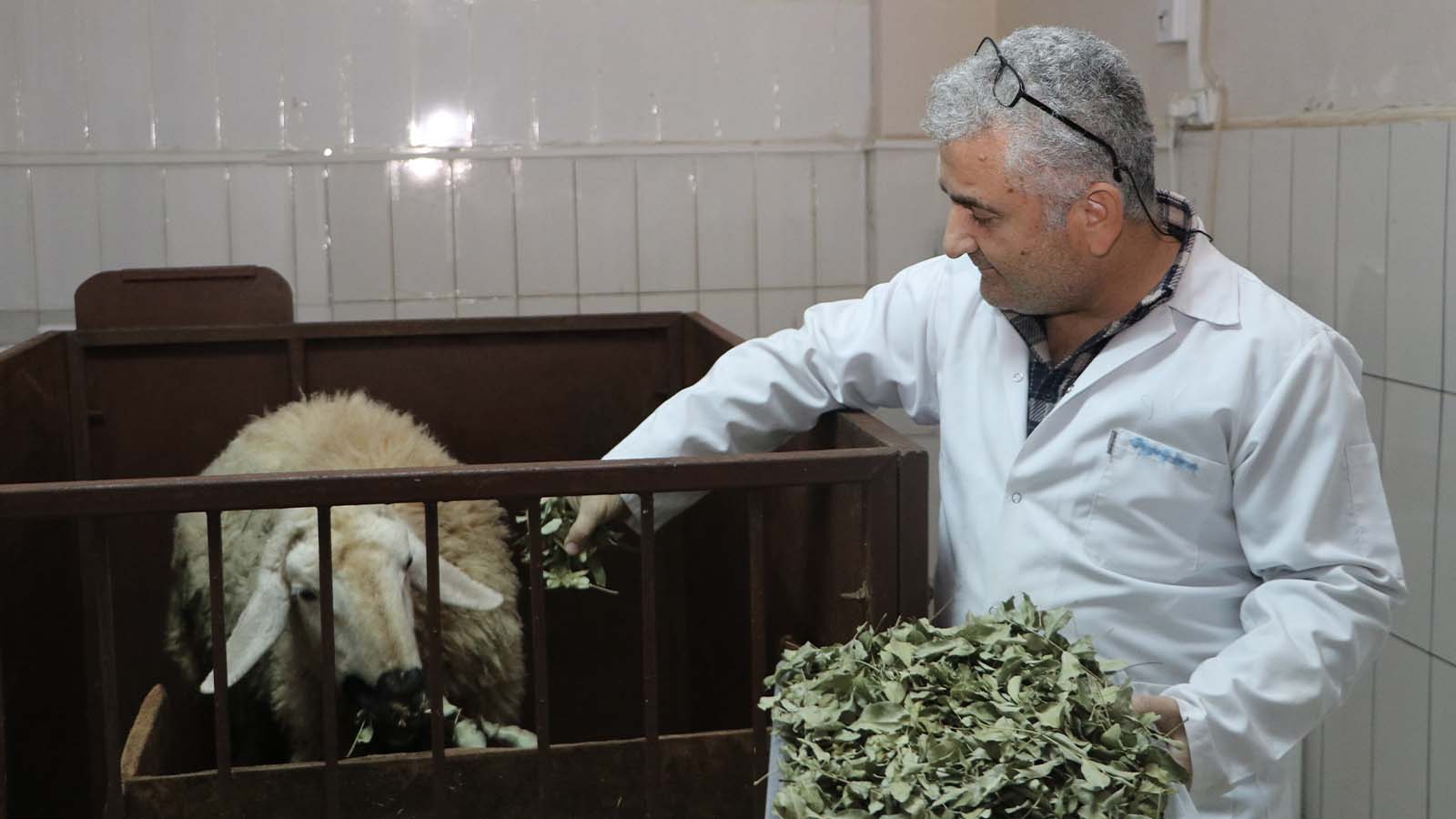 Çalışmalar gösterdi: Sumak ve menengiç yaprağı, hayvanlardan kaynaklı metan salınımını azaltıyor