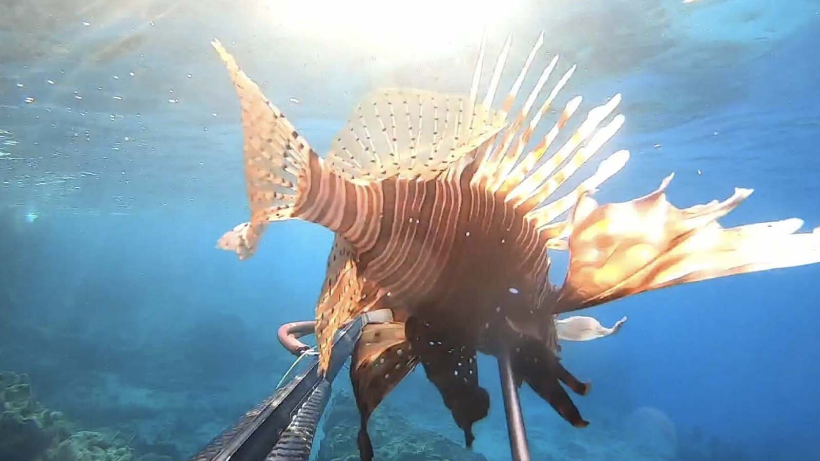 Ayvalık'ta aslan balığı ve kaz boynu deniz midyesi görüntülendi