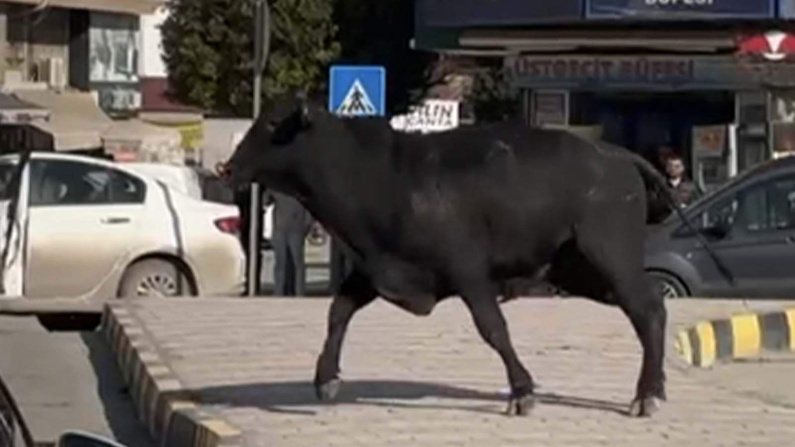 Limandan kaçan angus şehre indi; darbeleri ile 3 kişiyi yaralandı