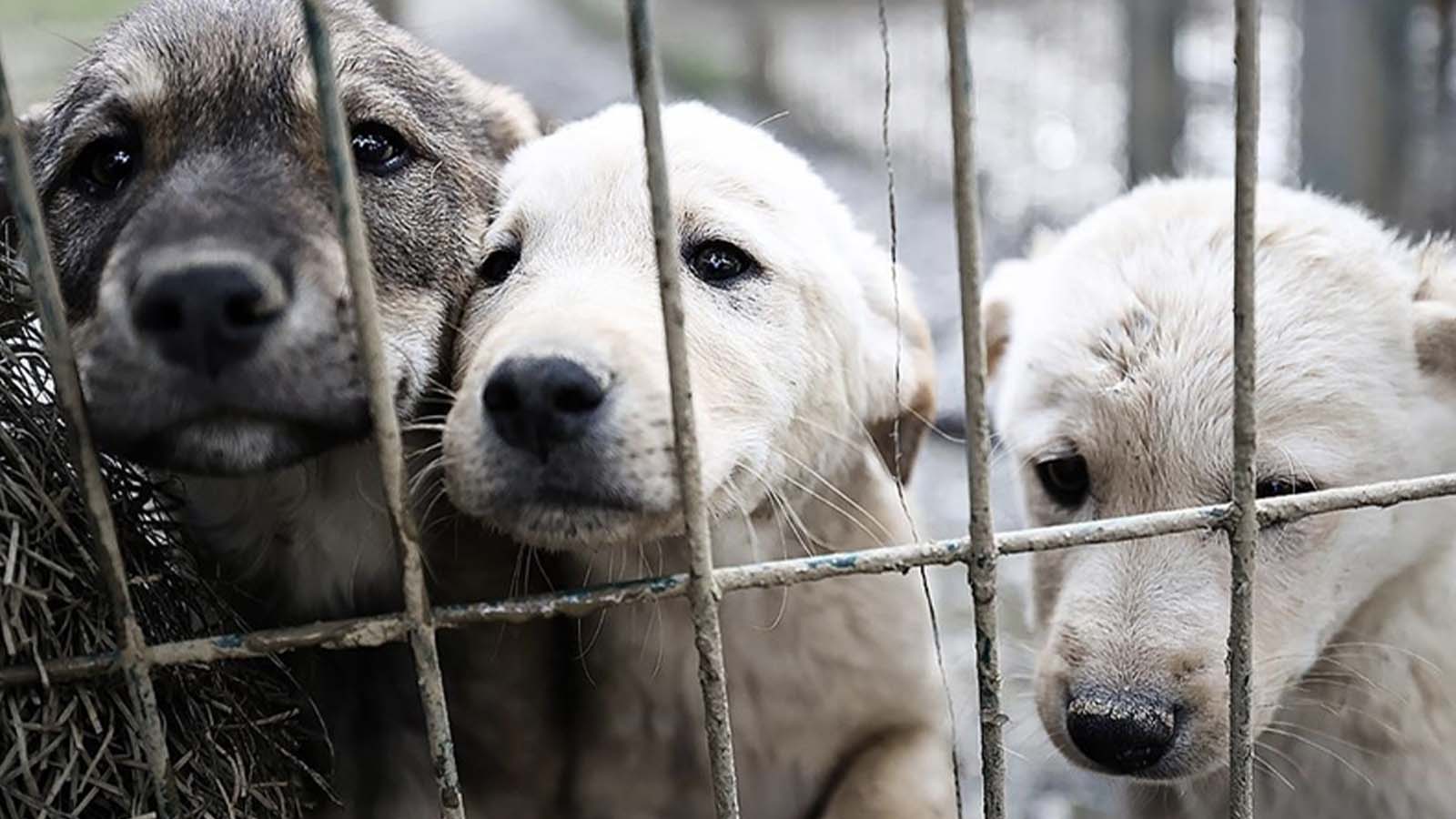 Konya Valisi açıkladı: Barınakta bırakılan her köpek için 71 bin TL para cezası uygulanacak