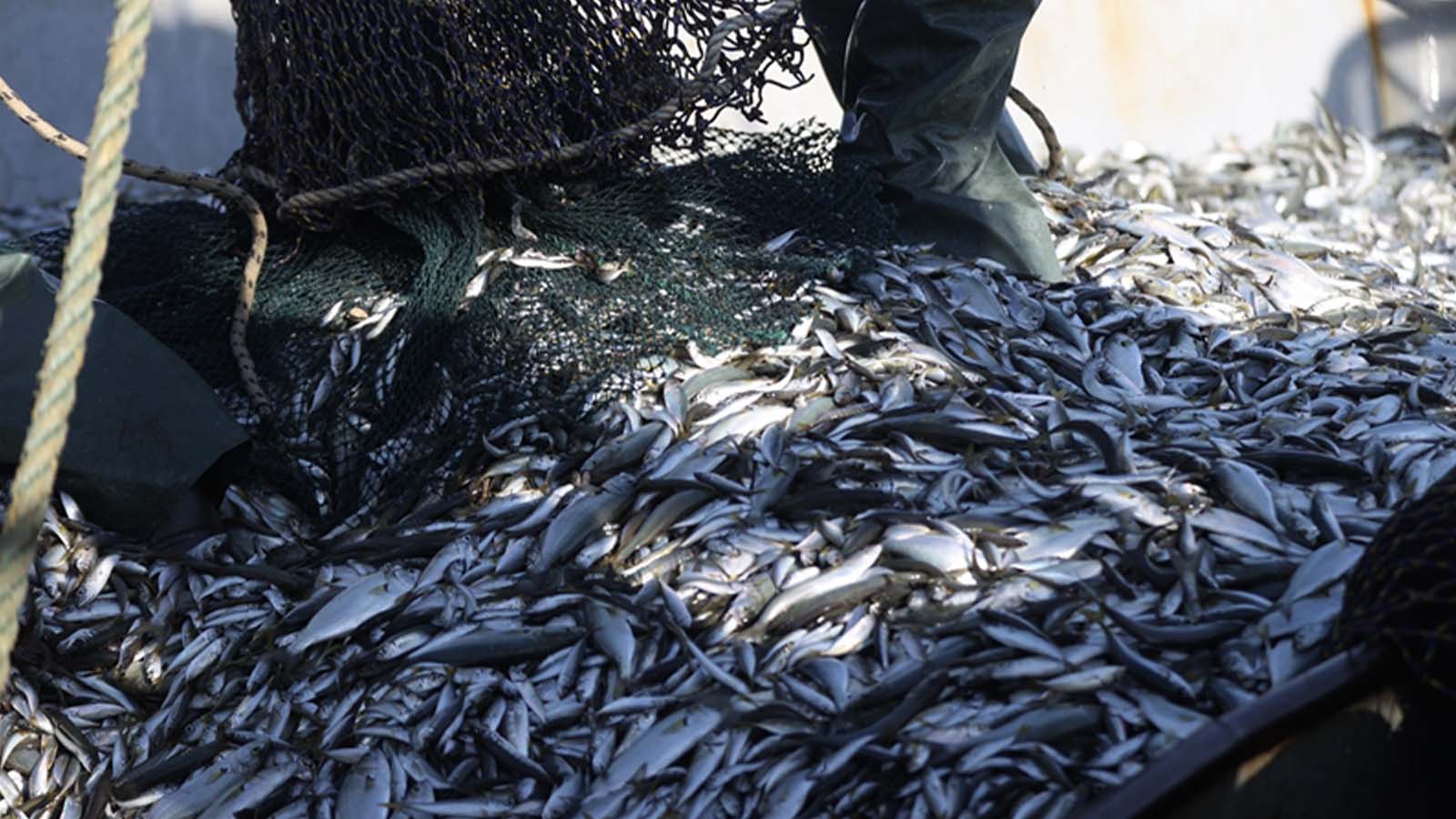 Karadeniz’in su ürünleri ihracatı Ocak’ta 19 milyon doları geçti!
