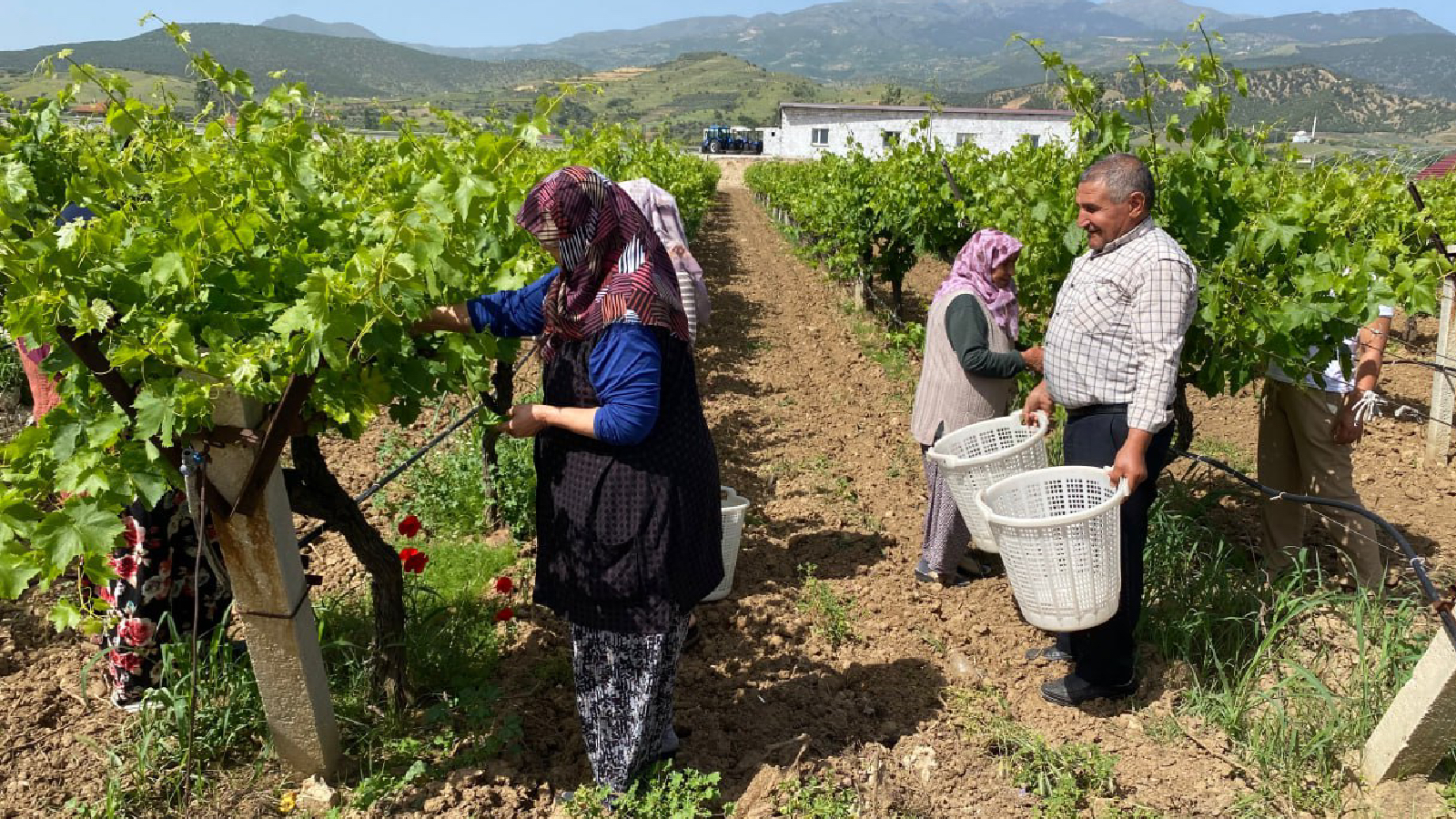 Üzüm bağlarında yeşil hasat: Asma yaprağı üzüm üreticisine ek gelir sağlıyor