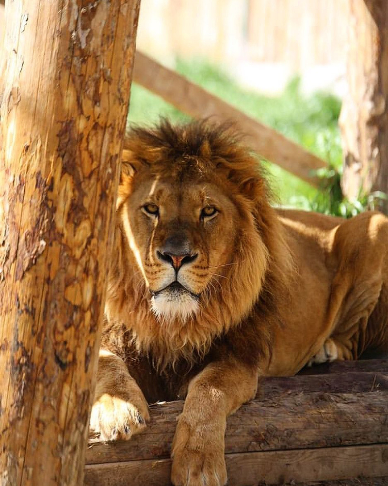 Manavgat’ta aslan paniği: Hayvanat bahçesinden kaçtı, bir kişiyi ...