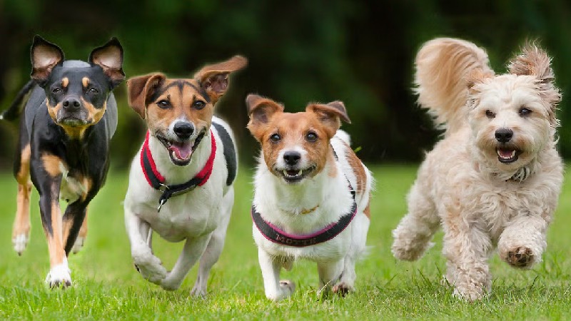 Yaşlılıkta sessiz kalkan: Köpek sahibi olanlar daha az demans oluyor